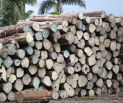 Plantation Grown Certified Teak Logs