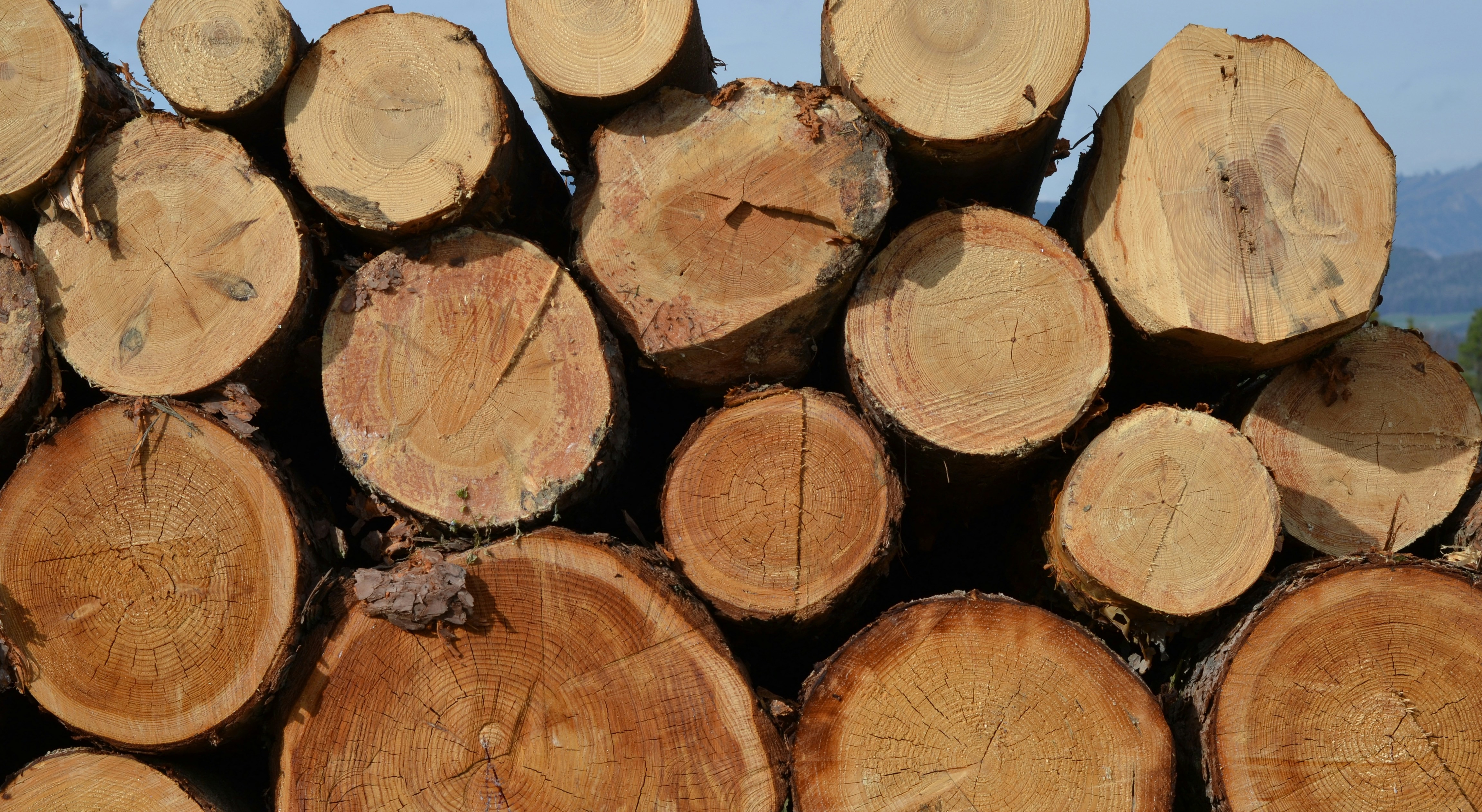 Why We Created Teak Awareness Day — And What It Stands For