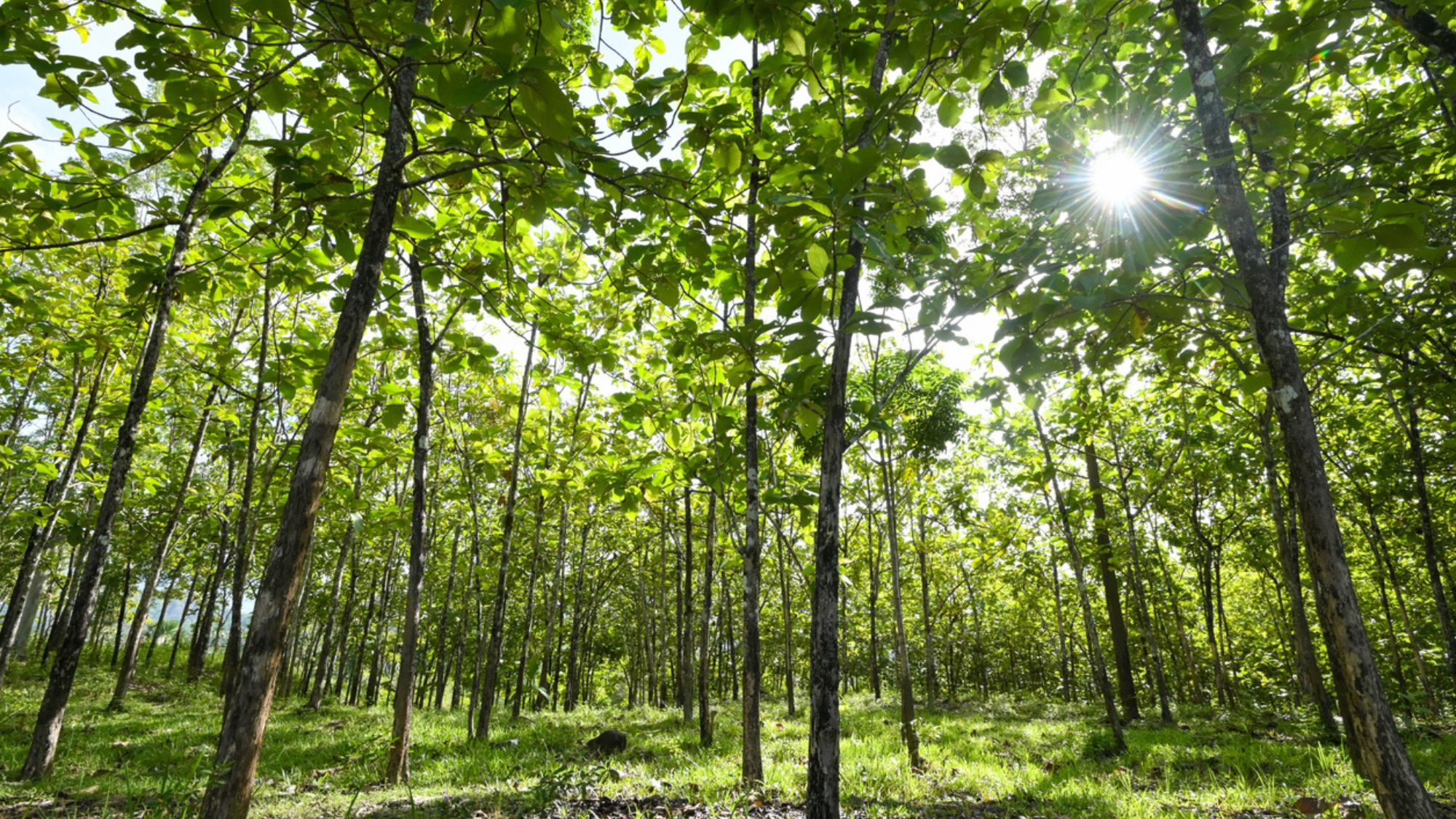 Why Tectona Grandis Is the Only Teak You Should Be Buying