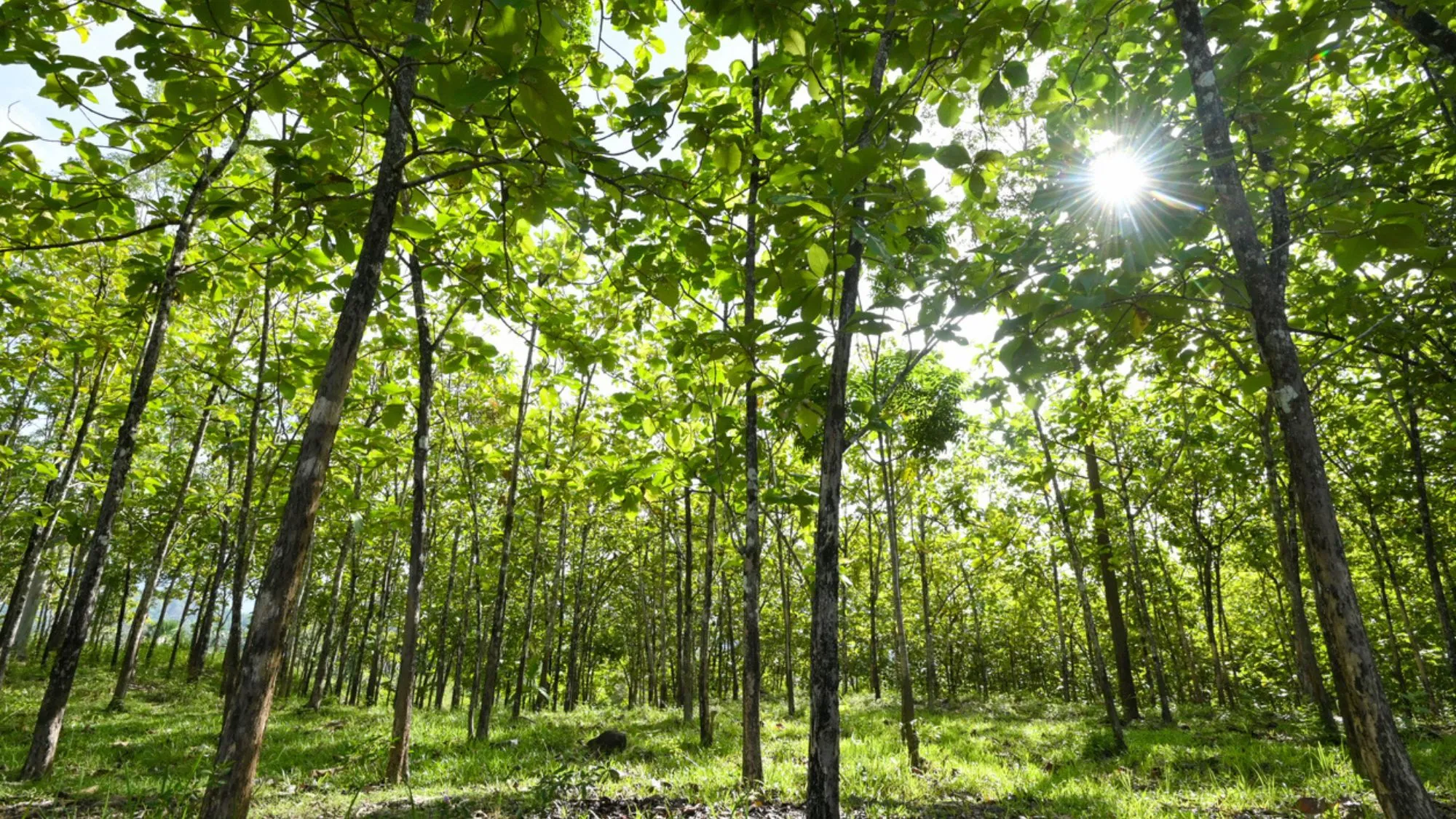 The Long History of Teak Forestry in Indonesia