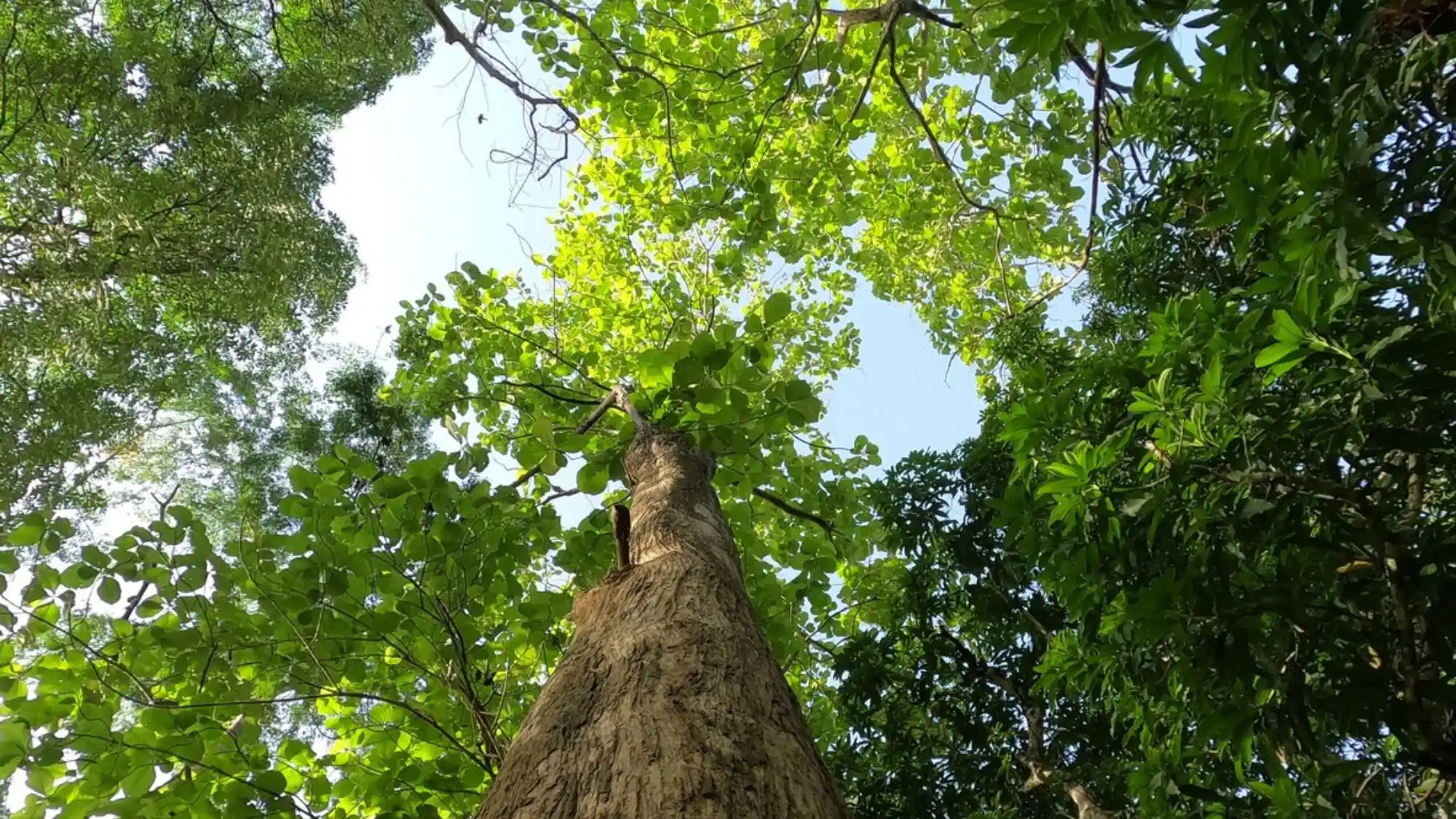 teakwood tree