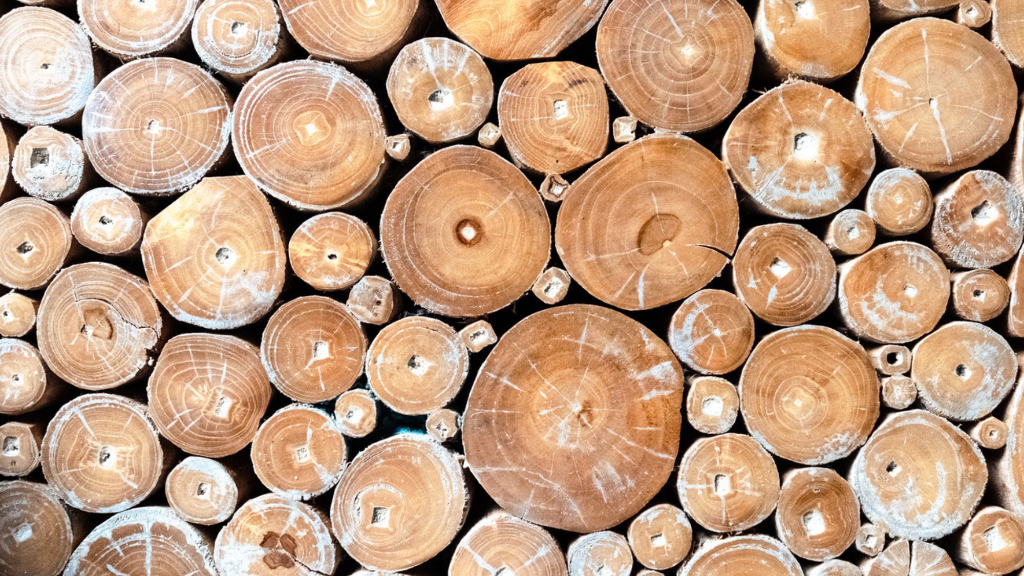 teakwood tree