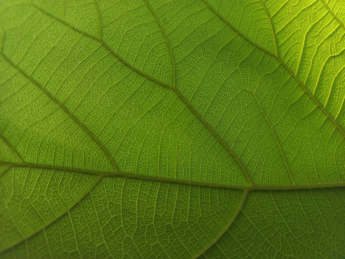 Certified, Traceable Teak