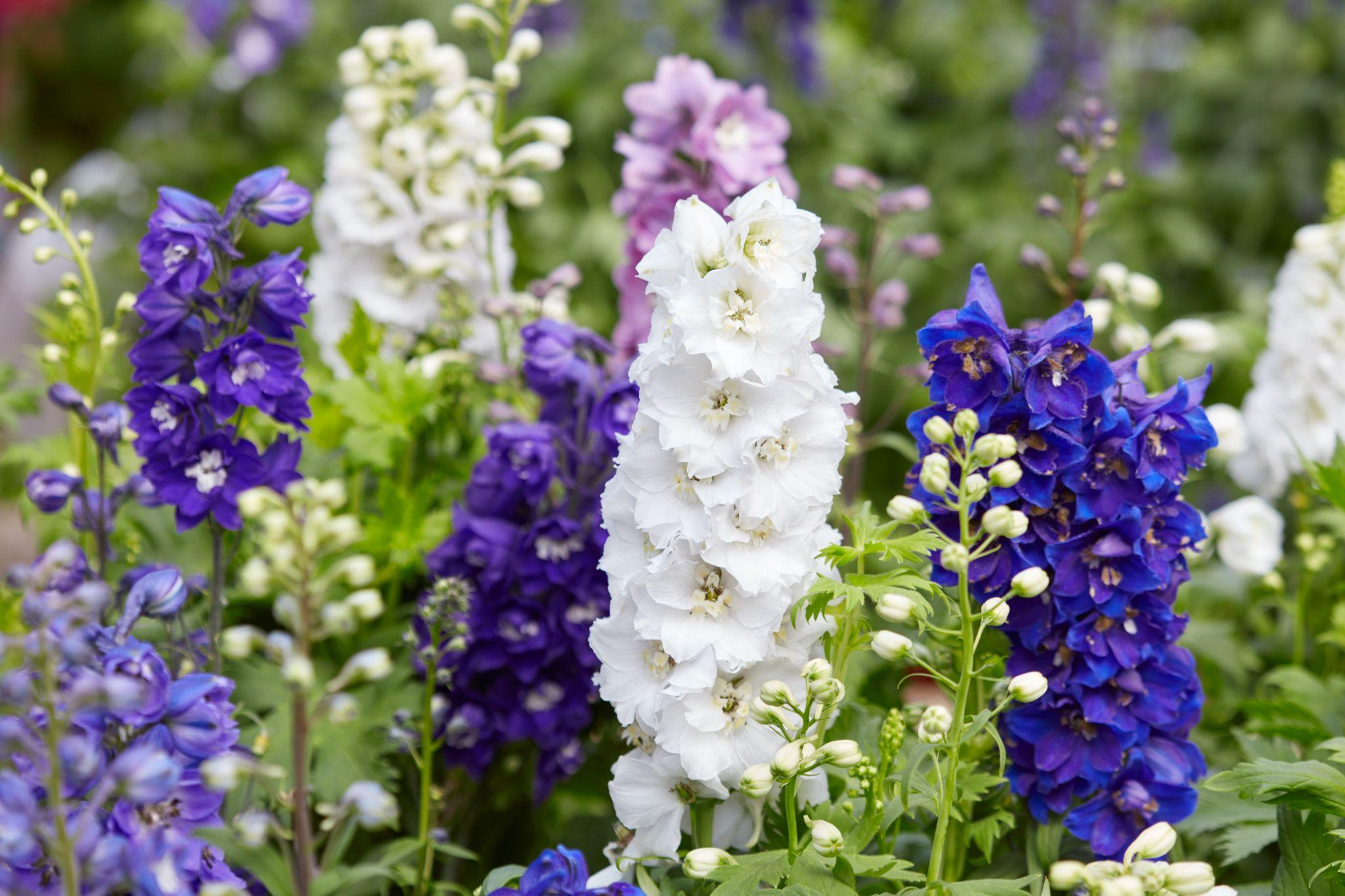 Blue, white and violet Delphinium Flowers