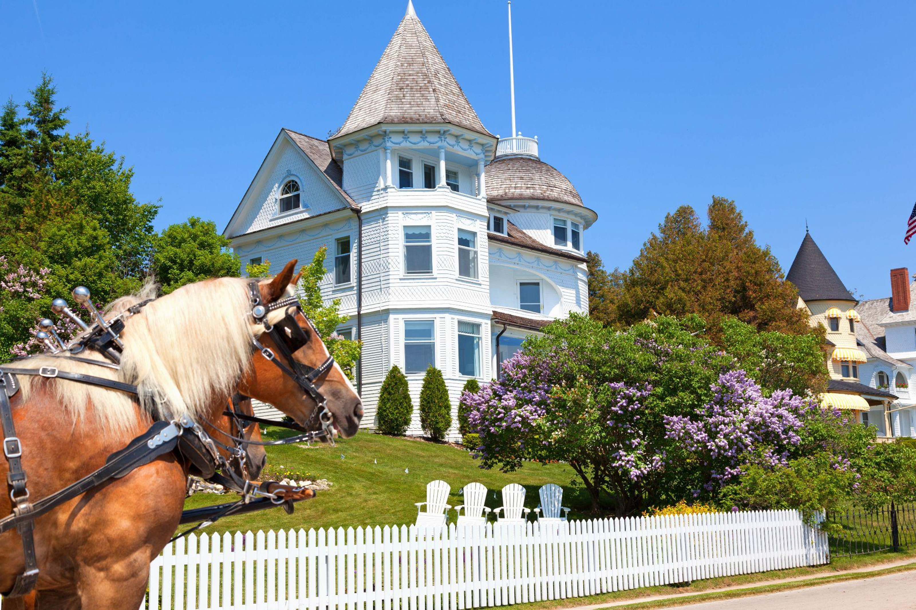 Two Carriage Horses in front of a Victorian House