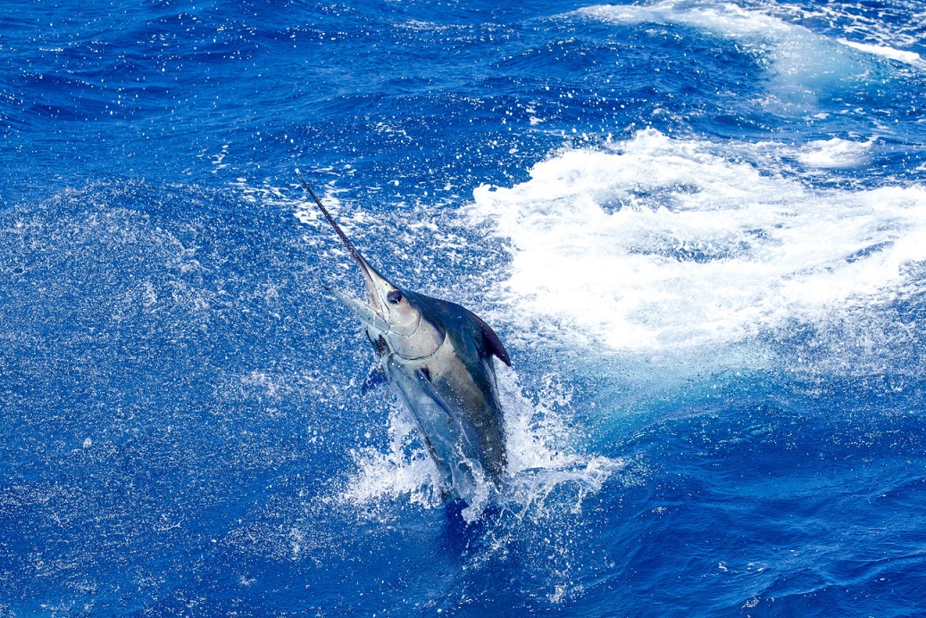 An image of a Blue Marlin fish leaping out of the ocean.