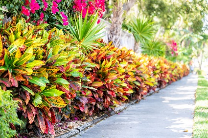 A vibrant view of tropical landscape vegetation of Crotons, cabbage palms, and hot pink Bougainvillea climbing a concrete wall in the background. Landscaping lined with rocks along one side of a sidewalk with green grass on the opposite side near the street.