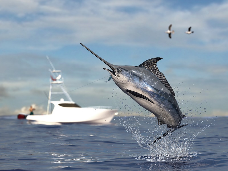 An image of a big game fishing boat with 2 seagulls flying overhead and a closeup of a large swordfish jumping out of the ocean.