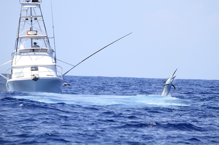 A gameboat with game fishing showing a Marlin fighting and jumping out of the ocean with blue sky in the background.