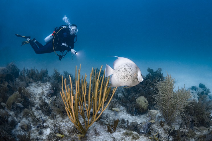 An image of a scuba diver and a gray angelfish swimming around coral reef.
