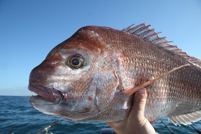  An image of a person holding a Snapper fish with ocean and blue sky background.