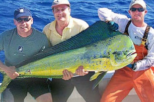 An image of 3 fisherman holding a large Dolphin fish in the Florida Keys.
