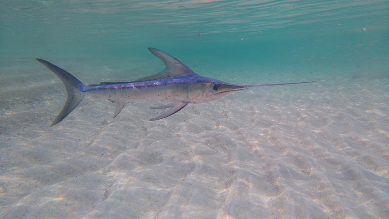 An image of a swordfish swimming in the ocean.