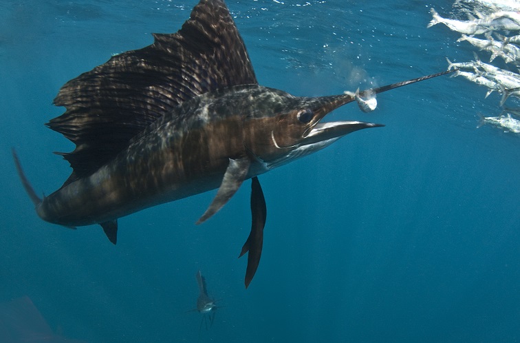 An image of a swordfish eating a fish in the ocean.