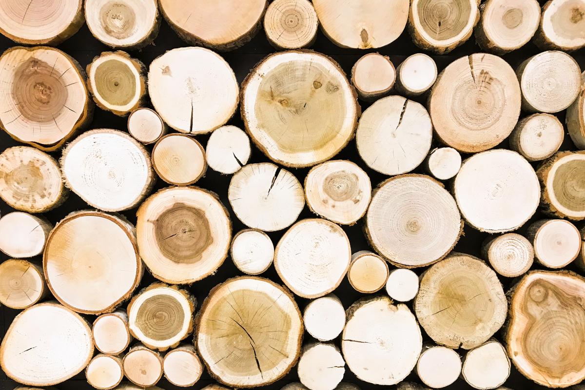 round-teak-wood-stump-background-trees-cut-section