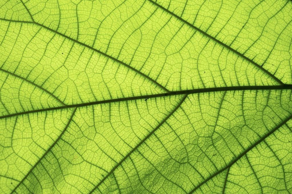 Sunlight passing through a green leaf