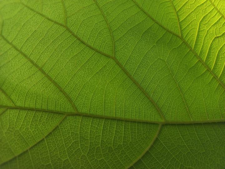 Certified, Traceable Teak