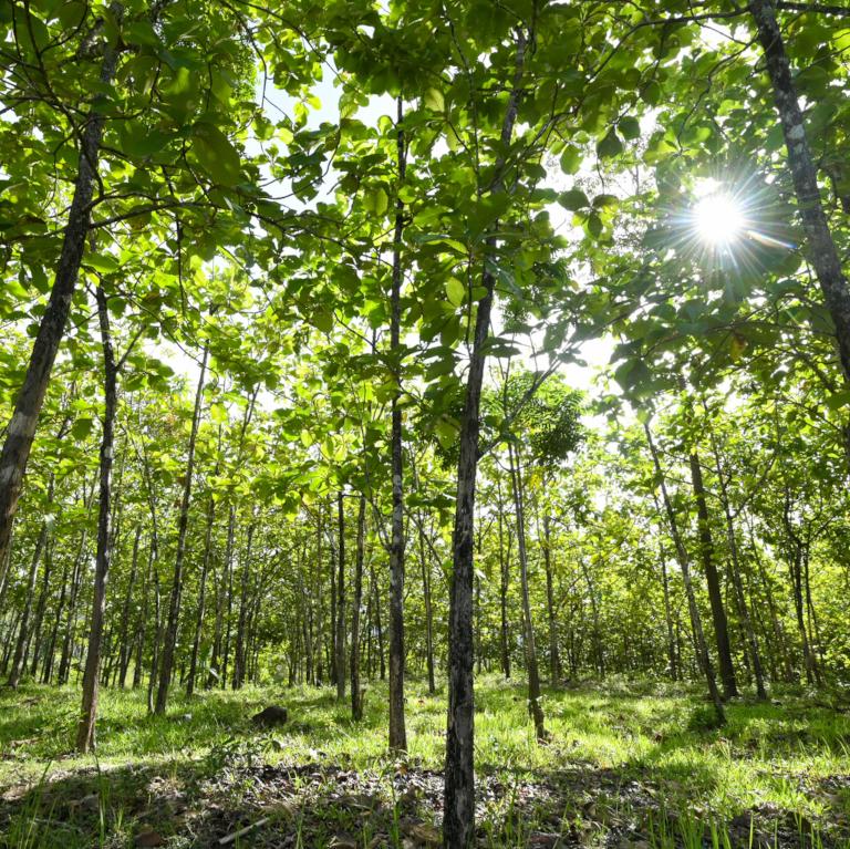 Managed teak forest plantation
